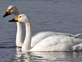 Bewick's Swan